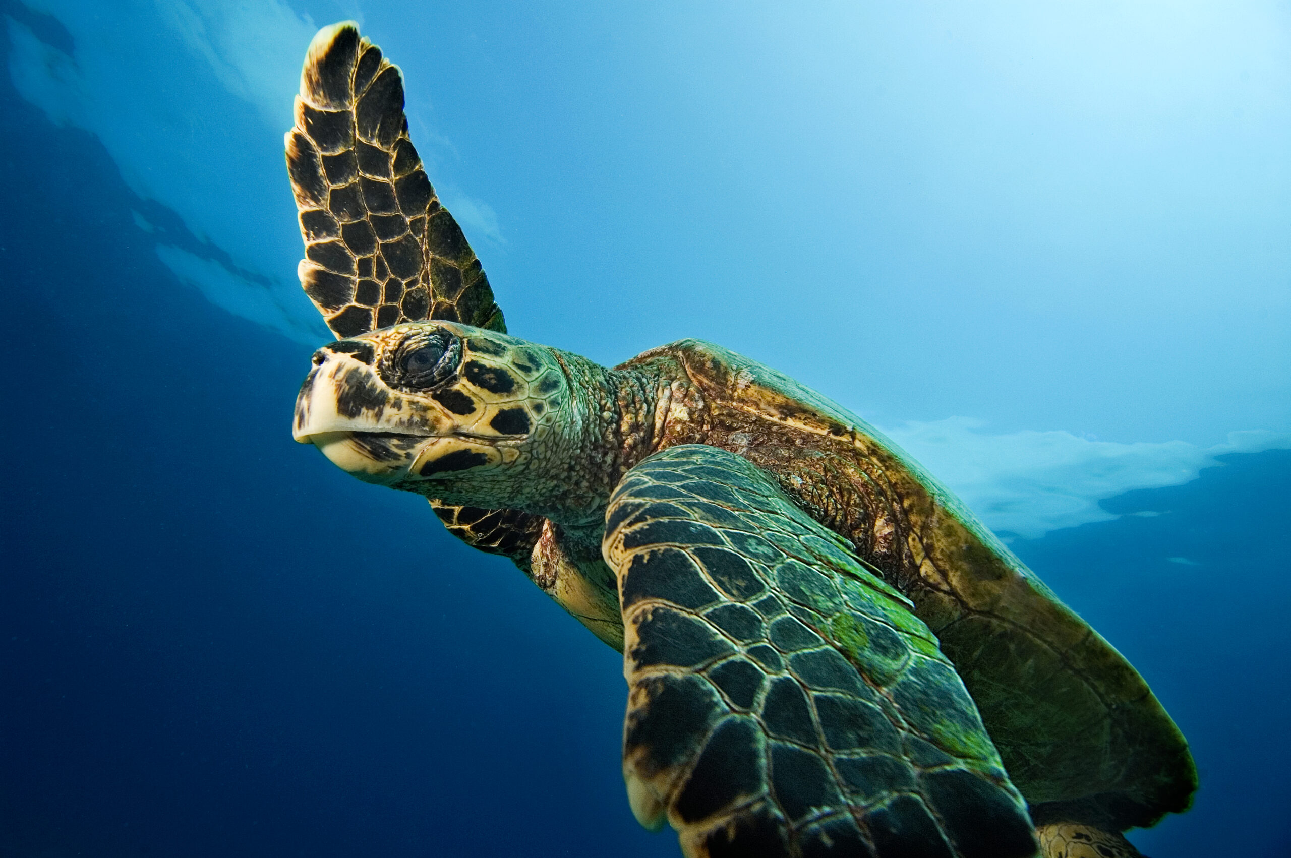 The Trail To The Blue Forte